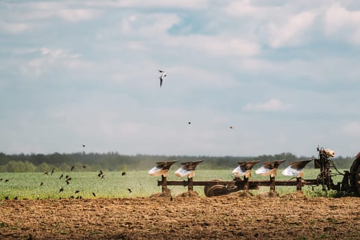 Flock Of Birds Of Seagull Flies Behind Tractor Plowing Field In Spring Season. Beginning Of Agricultural Spring Season.