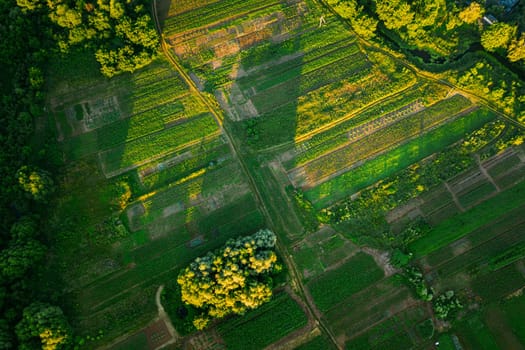 Aerial View Of Vegetable Garden. Potato Plantation At Summer Day. Village Garden Beds.