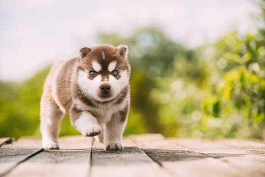 Four-week-old Husky Puppy Of White-brown Color Standing On Wooden Ground