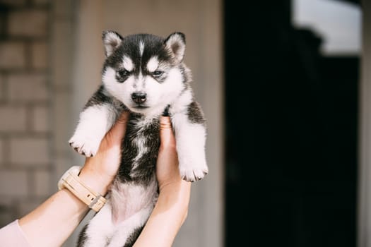 Four-week-old Husky Puppy Of White-gray-black Color Closed Eyes And Sitting In Hands Of Owner.