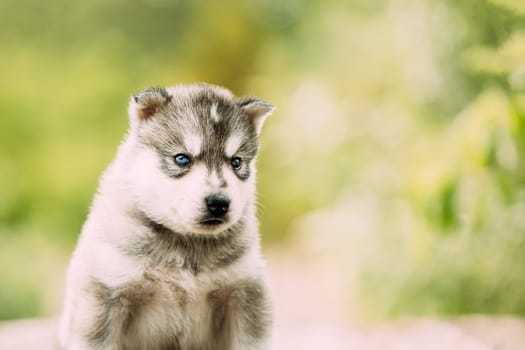 Four-week-old Husky Puppy Of White-gray Color. Close up Portrait
