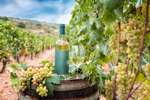 Bottle and goblet of Vermentino wine above the barrel between the rows of a vineyard. Food, drinks.