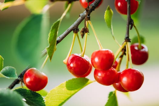 Red Ripe Cherry Berries Prunus subg. Cerasus on tree In Summer Vegetable Garden.