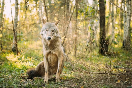 Belarus. Wolf, Canis Lupus, Gray Wolf, Grey Wolf Sitting Outdoors In Autumn Day. Portrait.