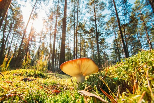 Russula Mushroom Growing Among Moss In Autumn Forest. Sunny Autumn Day.