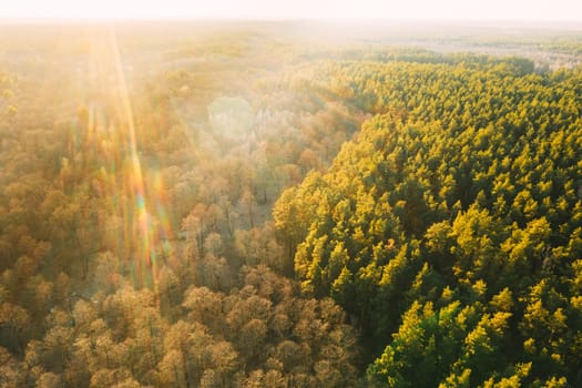 Aerial View Of Deciduous Trees Without Foliage Leaves And Green Pine Forest In Landscape During Sunset In Early Spring. Top View From Attitude. Drone View Of European Woods At Springtime.