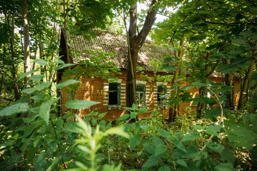 Belarus. Abandoned House Overgrown With Trees And Vegetation In Chernobyl Resettlement Zone. Chornobyl Catastrophe Disasters. Dilapidated House In Belarusian Village. Whole Villages Must Be Disposed.