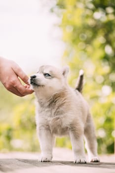 Four-week-old Husky Puppy Of White-gray Color Sitting On Wooden Ground And Licks Its Lips.