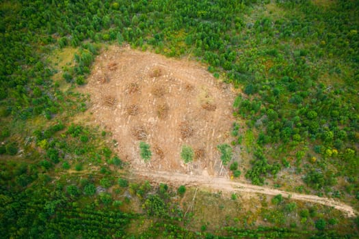 Elevated Aerial View Green Forest Deforestation Area Landscape. Top View Of Fallen Woods Trunks And Growing Forest. European Nature From High Attitude In Summer Season.