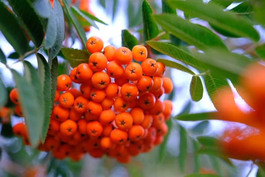 Cluster of ripening rowan berries, nature bokeh. High quality photo.