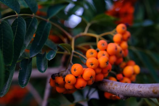 Cluster of ripening rowan berries, nature bokeh. High quality photo.