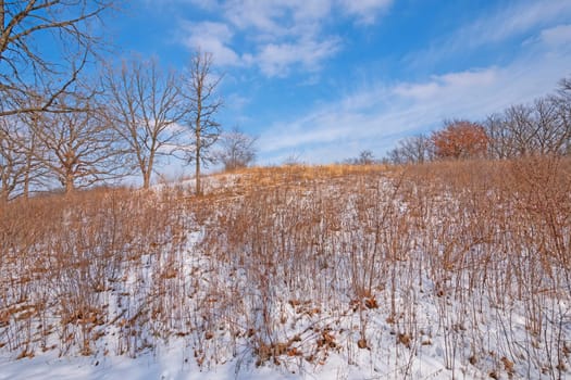 Grasses and Snow in the Winter in Moraine Hills State Park in Illinois