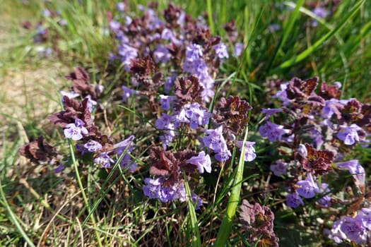 Gundermann (Glechoma hederacea), auch Echt-Gundelrebe, Gundelrebe oder Erdefeu