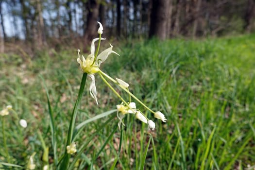Seltsamer Lauch - Allium paradoxum, blühende Pflanze, Niedersachsen, Deutschland, Oetzen