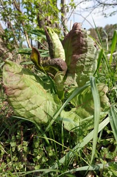 junge Triebe eines invasiven Staudenknöterich - Reynoutria spec, Niedersachsen, Deutschland, Oetzen