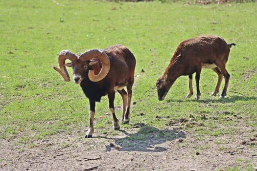 Mufflon (Ovis gmelini musimon) im Wildgehege, Niedersachsen, Deutschland, Uelzen