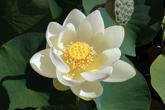 Indische Lotosblume (Nelumbo nucifera, Syn. Nelumbium speciosum , Nymphaea nelumbo) im botanischen Garten, Nordrhein-Westfalen, Deutschland, bonn