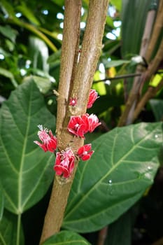Goethea cauliflora - brasilianisches Malvengewächs im botanischen Garten