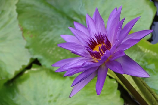 lila Seerosen-Hybride (Nymphaea x Director George T. Moore) im botanischen Garten, Nordrhein-Westfalen, Deutschland, Bonn