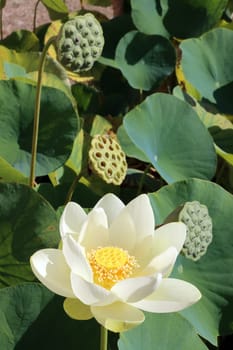 Indische Lotosblume (Nelumbo nucifera, Syn. Nelumbium speciosum , Nymphaea nelumbo) im botanischen Garten, Nordrhein-Westfalen, Deutschland, bonn