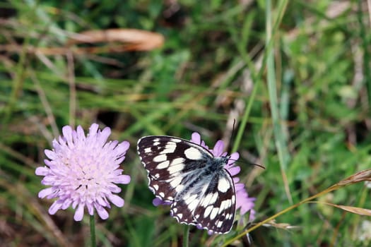 Schachbrett oder Damenbrett (Melanargia galathea) auf Acker-Witwenblume (Knautia arvensis, Syn. Scabiosa arvensis), Naturschutzgebiet Kuttenberg, Nordrhein-Westfalen, Deutschland, Bad Münstereifel