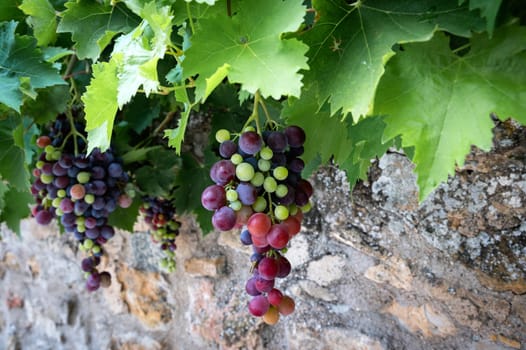 mixed colored grape-vine in front of a typical wall in France
