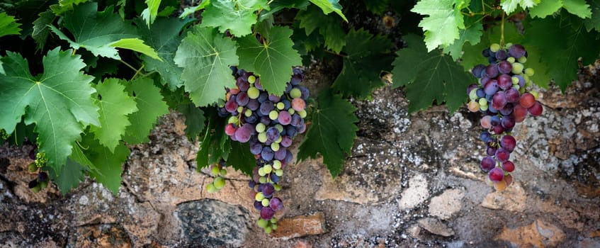mixed colored grape-vine in front of a typical wall in France