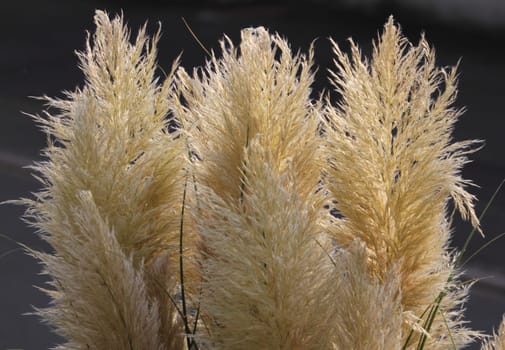 Cortaderia selloana, commonly known as pampas grass, is a flowering plant native to southern South America, including the Pampas region after which it is named.Das Amerikanische Pampasgras (Cortaderia selloana) oder Silber-Pampasgras ist eine Pflanzenart aus der Familie der Süßgräser (Poaceae)