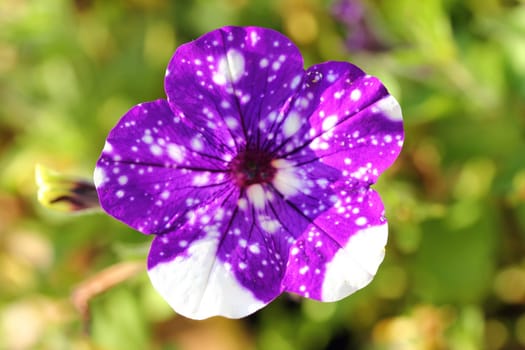 The petunia (Petunia) are a genus of the family Solanaceae.Die Petunien (Petunia) sind eine Gattung der Familie der Nachtschattengewächse.