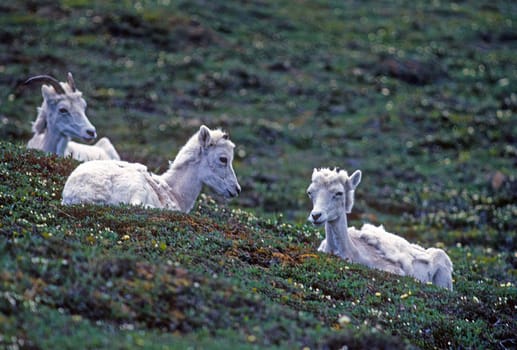 A Pair of Young Dall Sheep on a Mountain Meadow on Igloo Peak in Denali National Park in Alaska