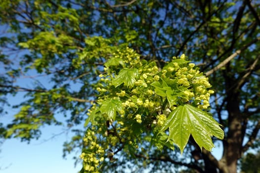 Spitz- Ahorn (Acer platanoides) Blüten und junge Blätter, Nordrhein-Westfalen, Deutschland, Weilerswist