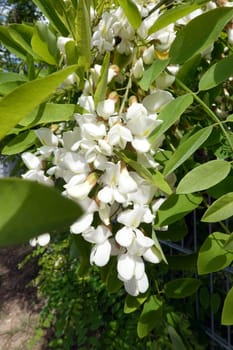 Gewöhnliche Robinie (Robinia pseudoacacia), Falsche Akazie, Scheinakazie - Blütenstand
