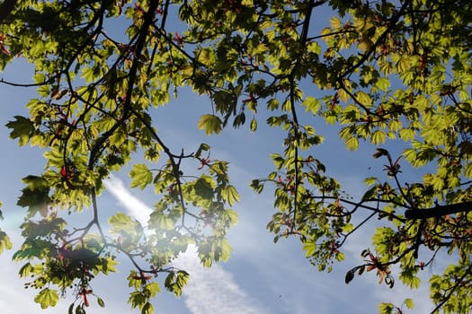 Spitz- Ahorn (Acer platanoides) Blüten und junge Blätter, Nordrhein-Westfalen, Deutschland, Weilerswist