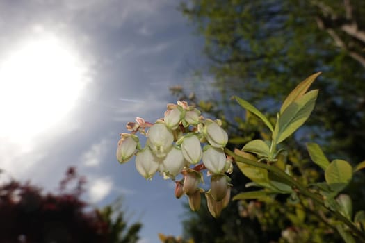 Amerikanische Heidelbeere (Vaccinium corymbosum) - blühende Pflanze