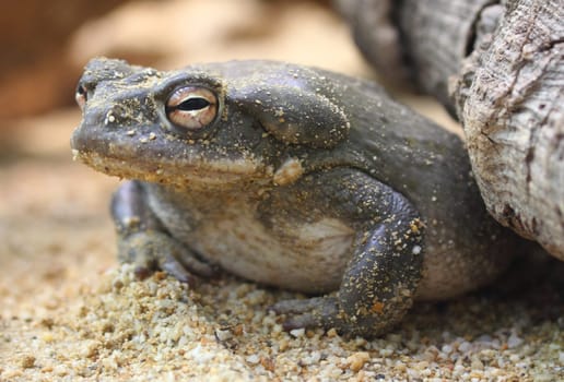 The Colorado River toad (Incilius alvarius), also known as the Sonoran Desert toad, is found in northern Mexico and the southwestern United States.Die Coloradokröte (Bufo alvarius), auch Sonora-Netzkröte genannt, zählt innerhalb der Familie der Kröten (Bufonidae) zur Gattung der Echten Kröten (Bufo)