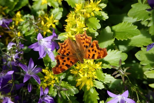C-Falter (Polygonia c-album, Syn.: Nymphalis c-album) auf einer Asienfetthenne (Phedimus spec.)