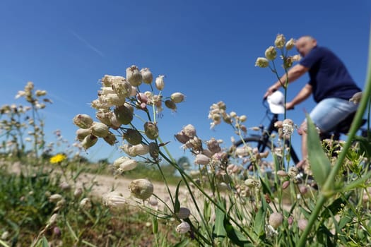 Taubenkropf-Leimkraut (Silene vulgaris) an einem Feldweg