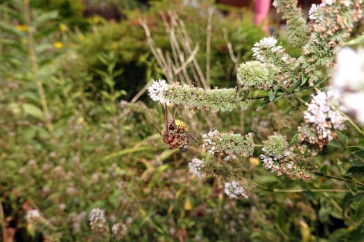 Hornisse (Vespa crabro) hat eine Honigbiene (Apis mellifera) an einer Minze (Mentha spec.) erbeutet