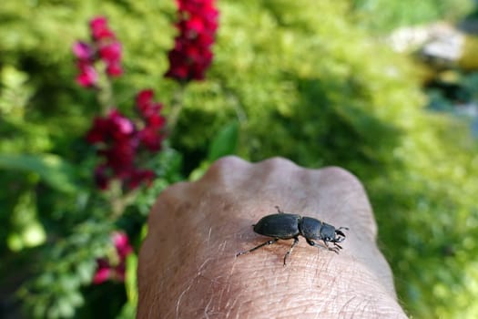 Balkenschröter (Dorcus parallelipipedus)