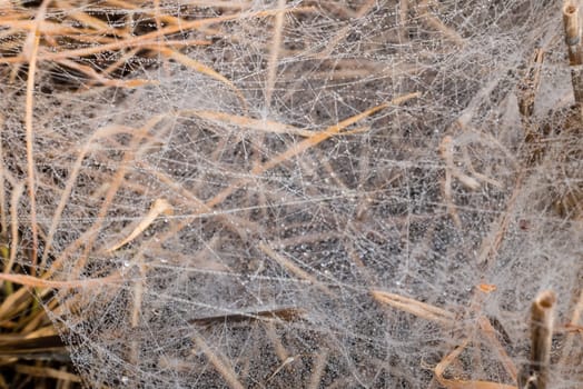 Morning Dew on the spider web. Closeup image, spider web on brown grass