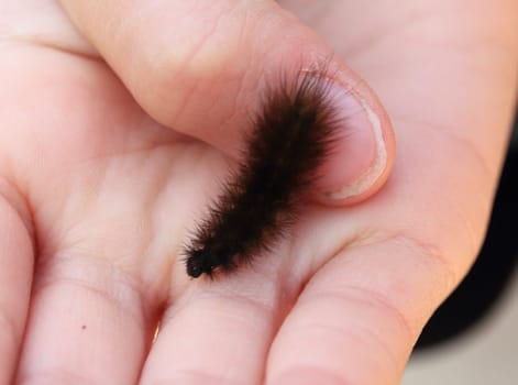 A brown caterpillar crawling on a child's hand.Eine braune Raupe kriecht auf einer Kinderhand