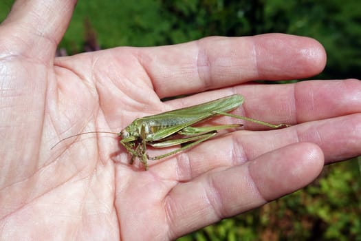 totes Grünes Heupferd (Tettigonia viridissima)