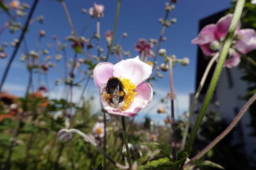 Erdhummel (Bombus terrestris) an einer Herbst-Anemone (Anemone hupehensis)