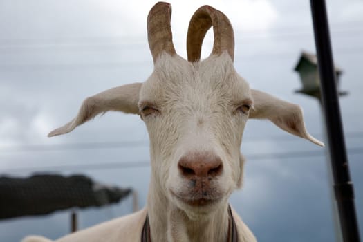 goat head farm horned herbivore livestock animal