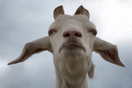 funny goat face isolated farm horned countryside animal