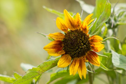 sunflowers in the garden (Helianthus)