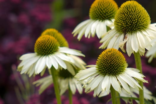 echinacea - coneflowers in the garden