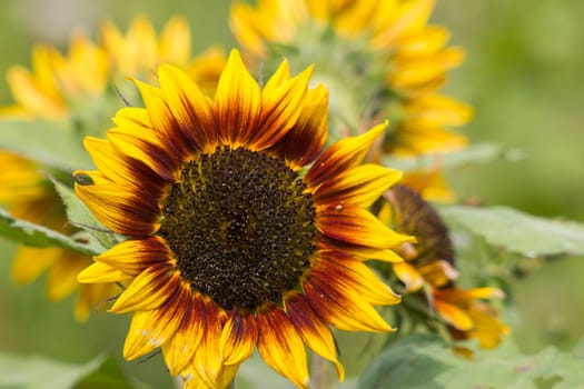 sunflowers in the garden (Helianthus)