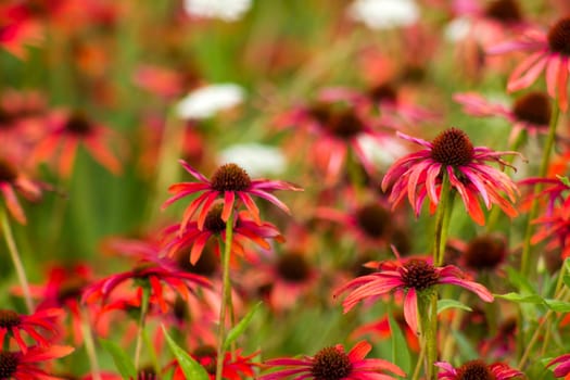 echinacea - coneflowers in the garden
