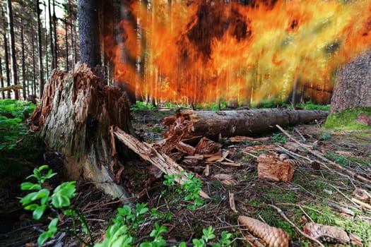 Danger of forest fire during severe drought
